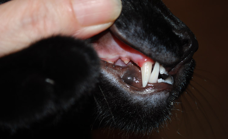 Кот без зуба