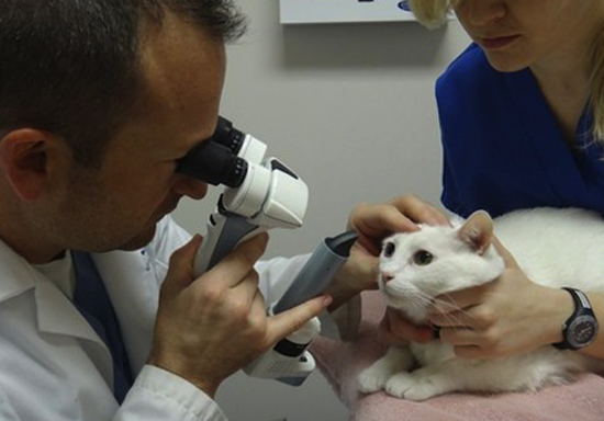 Осмотр глаза кота у ветеринара