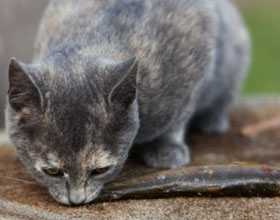 Можно ли кормить кастрированного кота рыбой