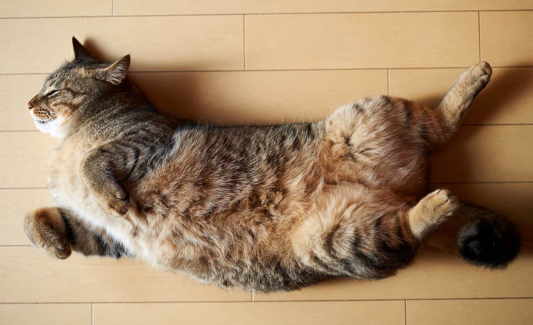 Кот лежит на полу