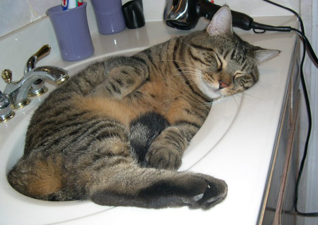 Котик спит в ванной