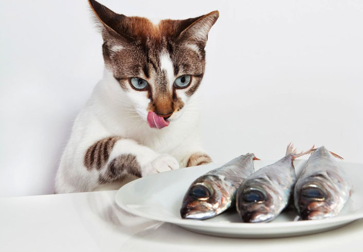 Рыба кастрированным котам