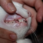 Почему у кота выпадают зубы и что нужно делать
