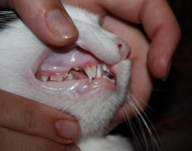 Почему у кота выпадают зубы