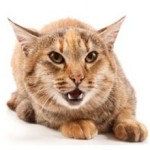 Почему кот стал агрессивным: причины и что делать