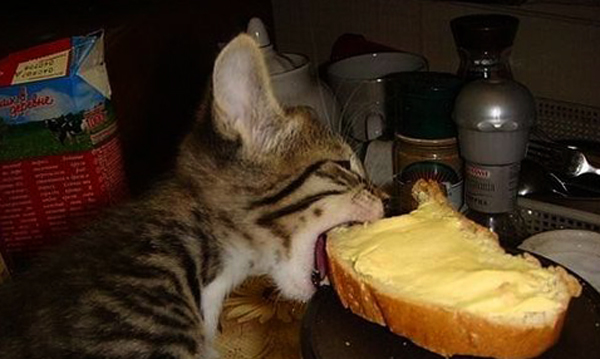 Котенок кушает хлеб