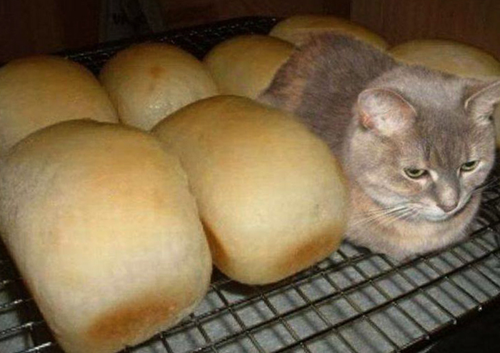 Кот среди хлеба