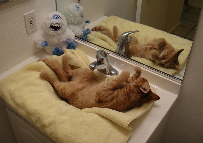 Кот засыпает в ванной