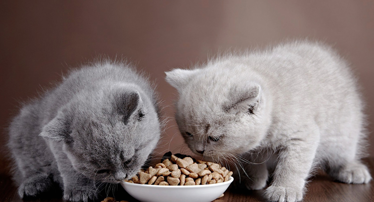 Котята кушают сухой корм