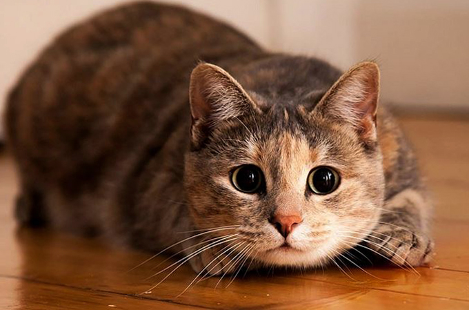 Кот кашляет вытянув шею (как будто подавился): причины и что делать | Кот и  Кошка