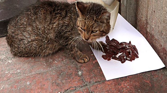 Кот кушает печень