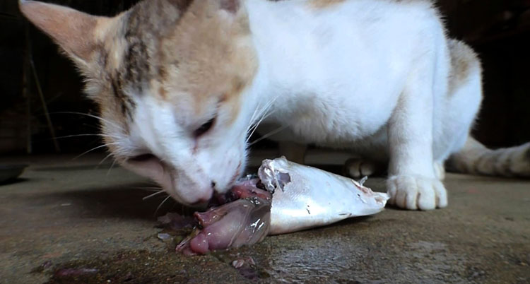 Кот кушает рыбу