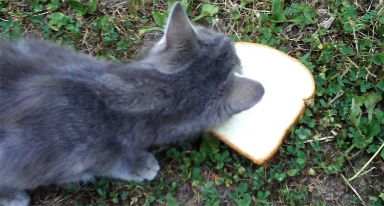 Кошка и хлеб