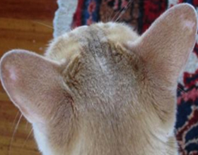 Почему у кота лысеют уши
