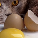 Можно ли котам давать яйца (сырые и вареные)?