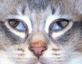 У кота глаза наполовину закрыты пленкой