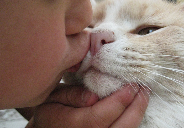 Котенка целуют