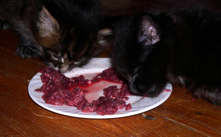 Котята кушают мясо