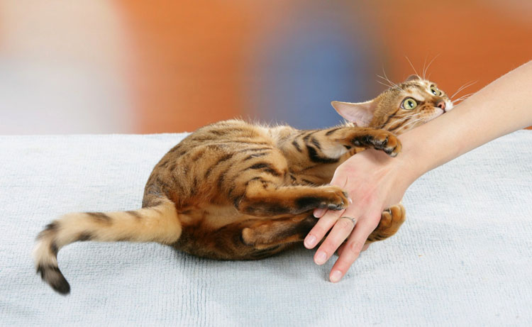 Красивый кот кусает руку