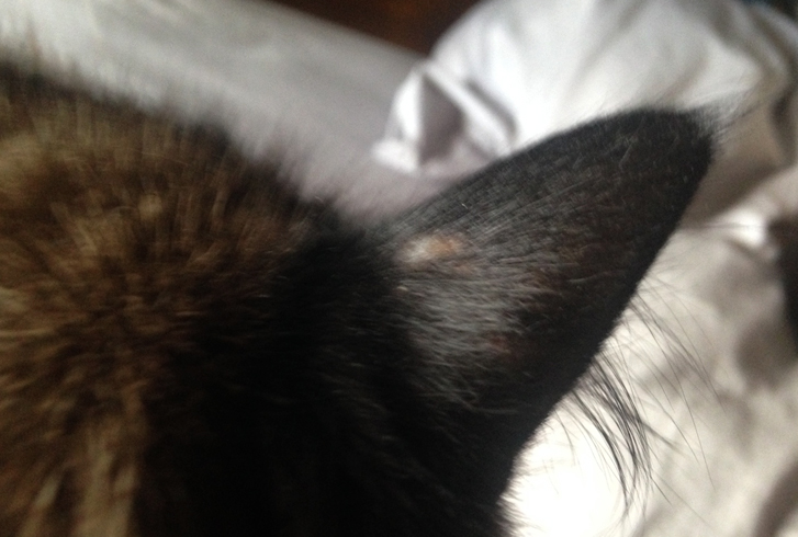 Лысое ухо у кошки