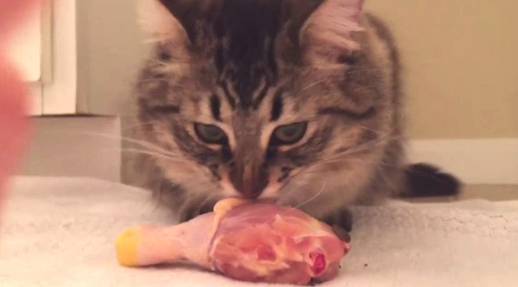 Кошка с куском мяса