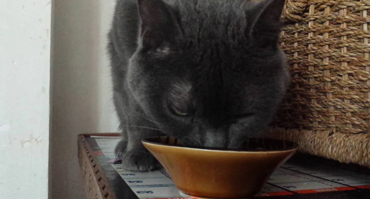 Кот кушает сухой корм