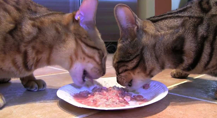 Кошки едят мясо