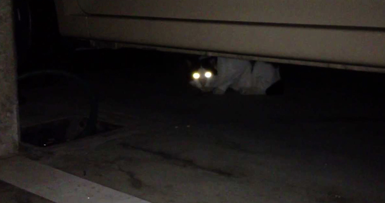 Глаза у кошки светятся