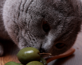 Почему коты любят маслины