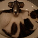 Почему кот любит спать в ванной?