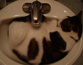 Почему кот любит спать в ванной