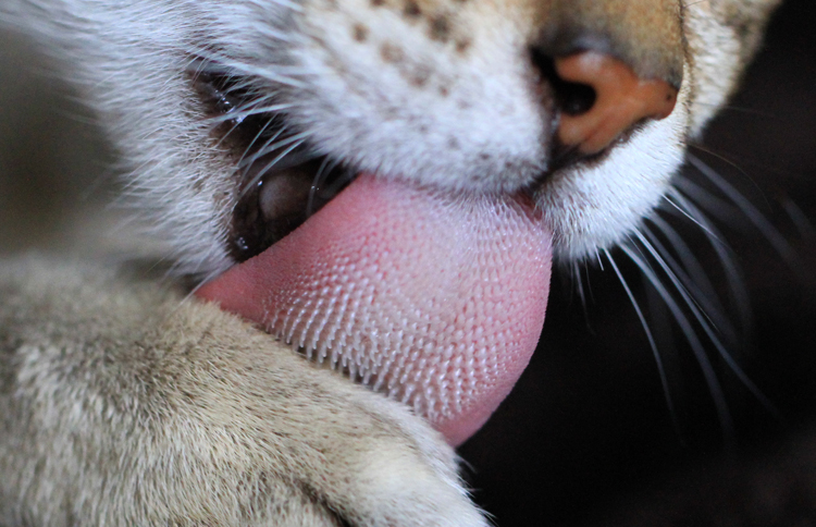 Шершавый язык кошки