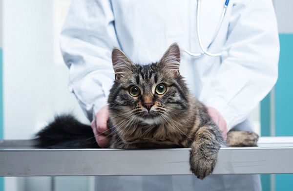 Ветеринар мажет кошку