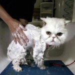 Можно ли мыть кота человеческим шампунем?