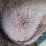 Акне на подбородке у кошки: причины и как лечить