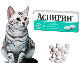 Аспирин кошкам — можно ли давать