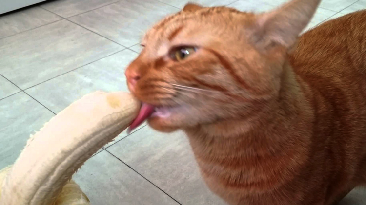 Кошка ест банан