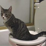 Кот ходит в туалет (писает и какает) с кровью — причины и что делать