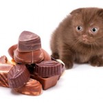 Шоколад для кошек — можно ли давать?