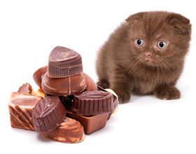 Шоколад для кошек — можно ли давать