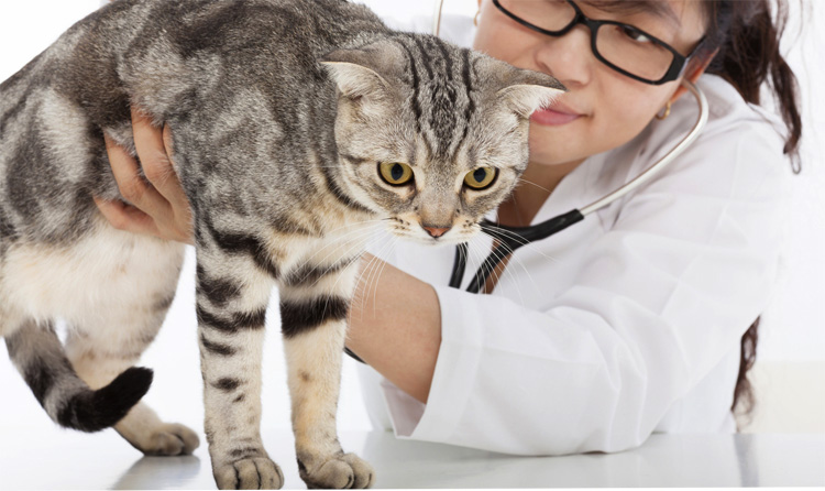 Кошка у ветеринара
