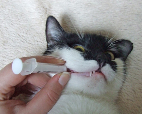 Как дать таблетки коту