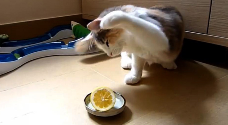 Кот и лимон
