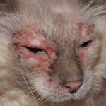 Атопический дерматит у кошек: симптомы, лечение, фото