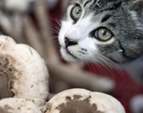 Можно ли давать кошкам грибы