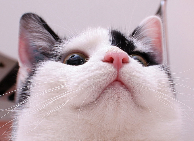 Нос красивого кота