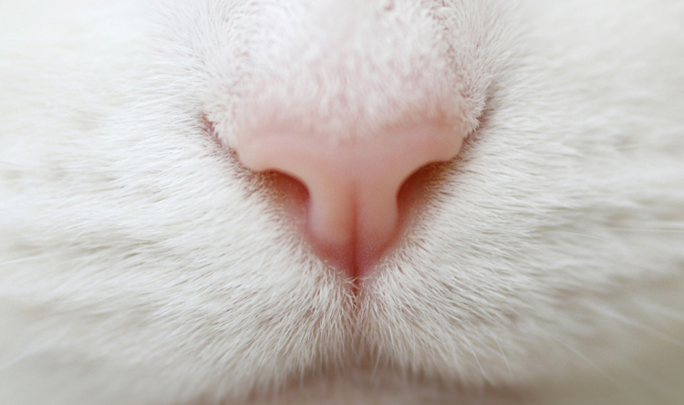 Нос у белого кота