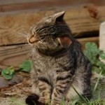 Кот сильно трясет ушами: причины и что делать