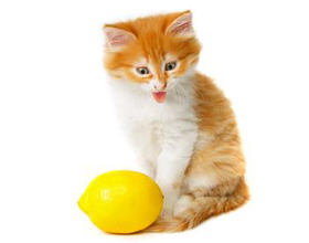 Почему коты не любят цитрусовые