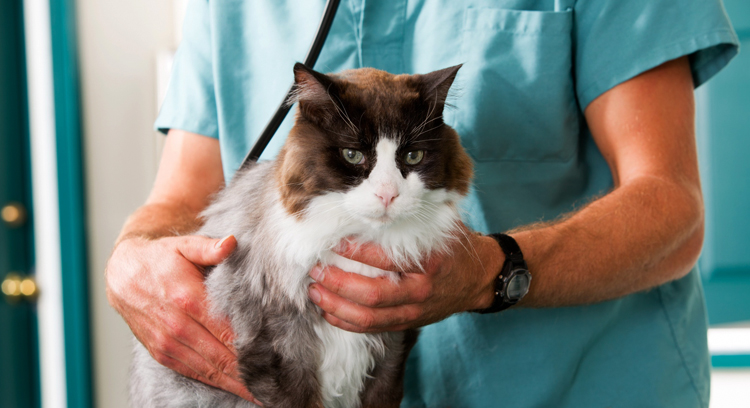 Кот у ветеринарного врача